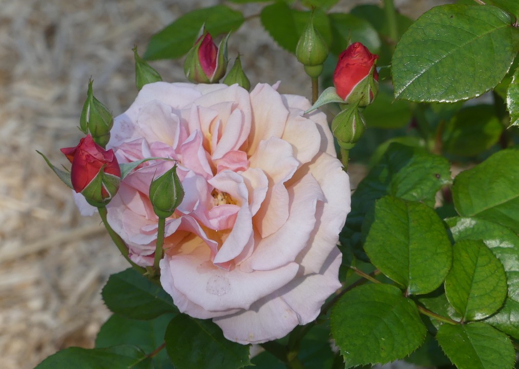 Rose g