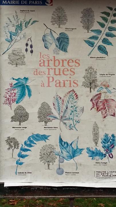 Arbres paris