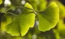 Les   ginkgo biloba remonte au jurassique.