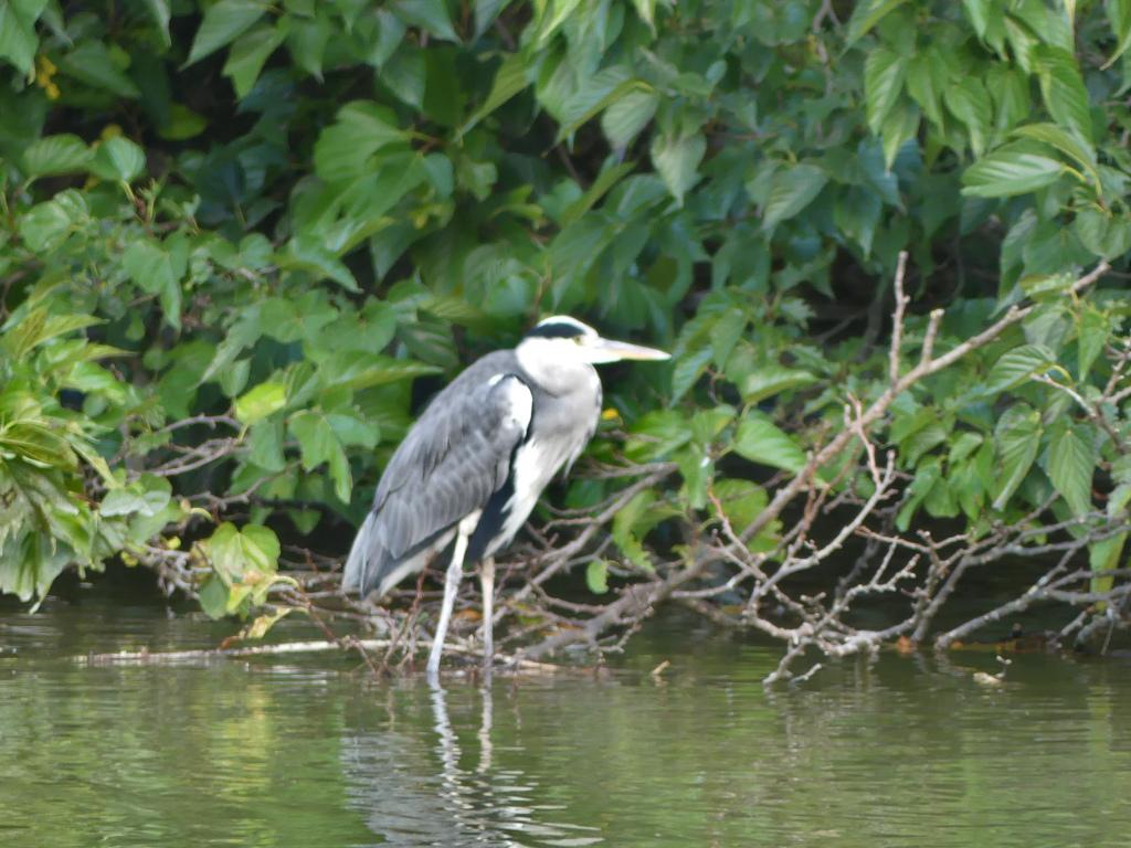 Heron oct