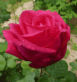 De quelle cantatrice cette rose porte-t-elle le nom ?