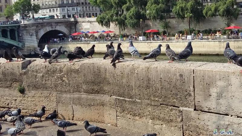 Pigeons quai4 1