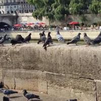 Pigeons quai4 1