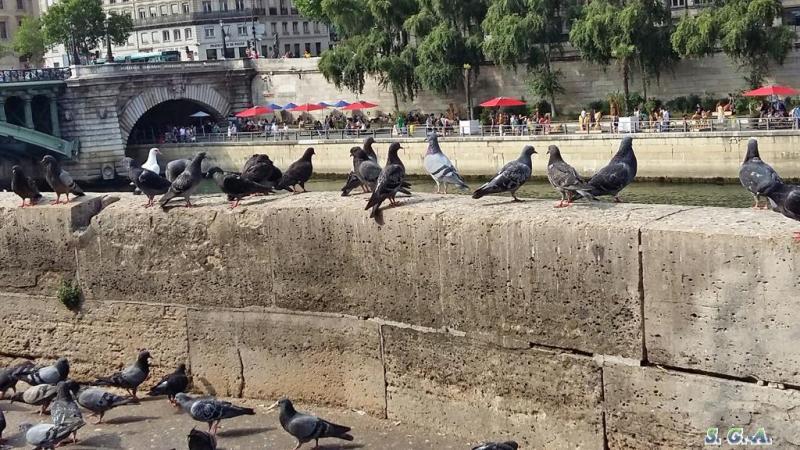 Pigeons quai4
