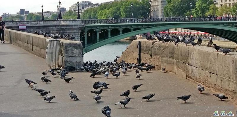 Pigeons quai5 1